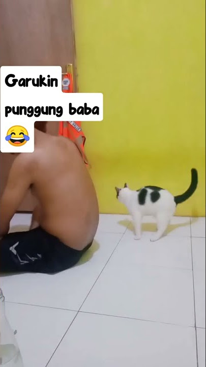 Kucing Lucu: Poh Garukin Punggung Baba 😽😂