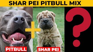 Meet the Shar Pei Pitbull Mix: A Unique and Adorable Breed