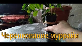 Черенкуем муррайю / Размножение комнатных растений