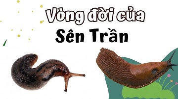 Vòng Đời Của Sên Trần Bao Nhiêu Ngày? Slug life cycle