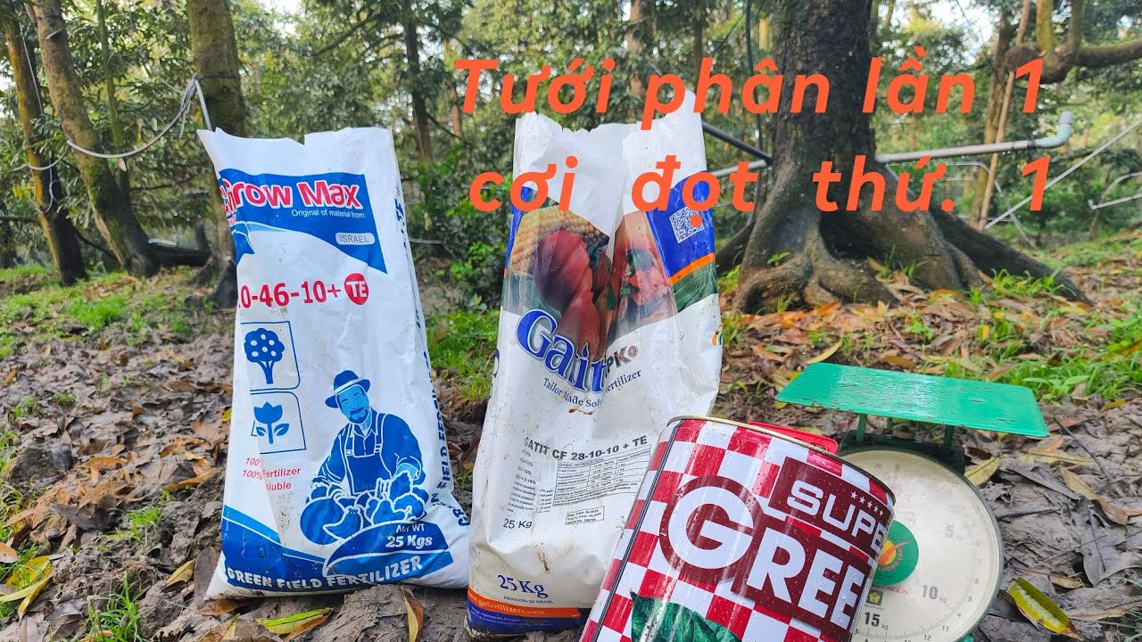 # 187 Sau tưới kích rể, tiếp tục tưới phân để lấy đọt