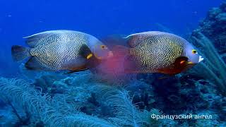 Подводный мир  Самые красивые рыбы