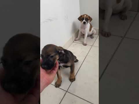 Vídeo: A birra épica do filhote de cachorro de Frenchie é demasiado bonito para ser eficaz