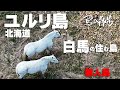 【ユルリ島（北海道根室市）】無人の島に、白馬だけ住む島