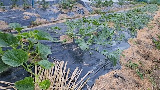 망고수박,애플수박,복수박 크고 잘 열리게 순치는 방법!!