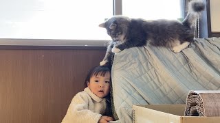 娘の遊び相手になる猫　ノルウェージャンフォレストキャットA cat to play with her daughter. Norwegian Forest Cat.