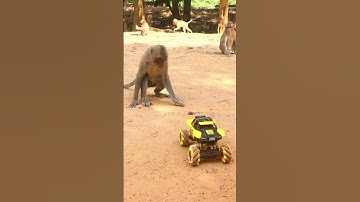 Monkey video  Prank monkey #funny #monkey #monkeyvideo #animals #funnyanimal #monkeyshow #animals