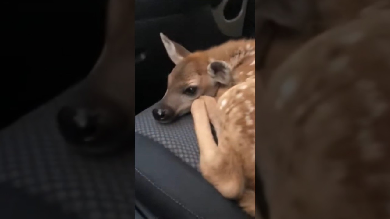 Fawn Jumps Into Car to Escape Hyenas Safe Rescue