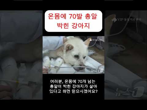 온몸에 70발 총알 박힌 강아지, 살아있는 게 기적?! 실화냐?!#뉴스