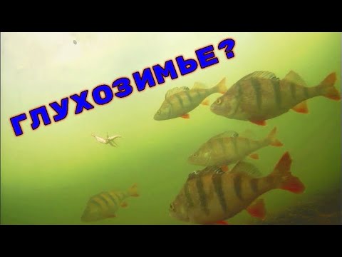 ЧТО ПРОИСХОДИТ В ГЛУХОЗИМЬЕ ПОД ВОДОЙ? Щука и Окунь на жерлицы! Подводная съемка