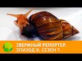 Звериный репортер. Эпизод 9. Сезон 1 | Живая Планета