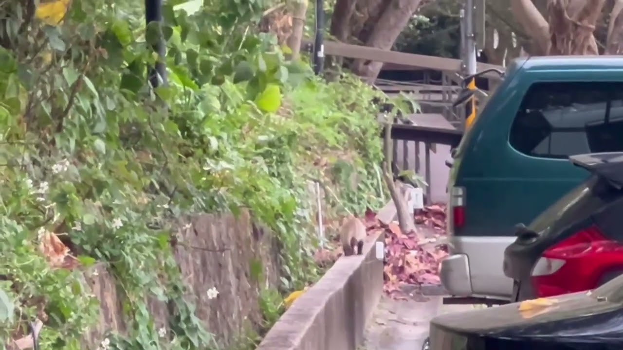 Gimmie Liang引光喚雲2026022602＃Paguma larvata＃白鼻心