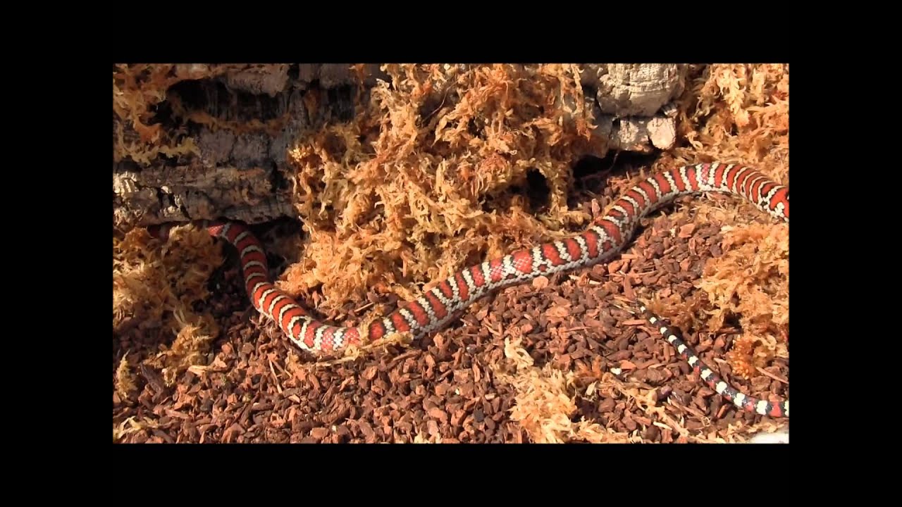 Subadult Male Knoblochi Kingsnake