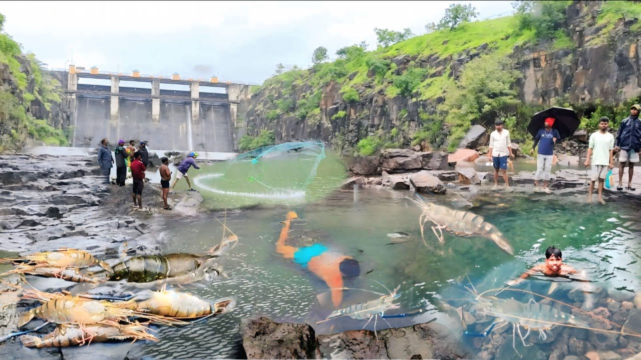 अचानक पाणी बंद केल्याच्या नंतर मासे बसले अडकून पकडल्या मोठ्या मोठ्या🦐🦐कोळंबे तर दुसरे मासे🐟आणि🦀खेकडे
