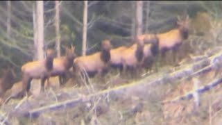 SO CLOSE!! Oregon Coast Roosevelt Elk Hunt