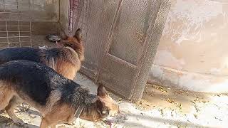 German shepherd mating details how,when how much