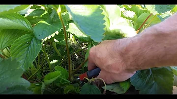 Wann sollte man Erdbeerpflanzen zurückschneiden?