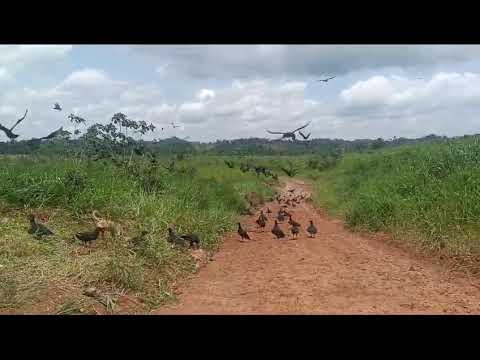 Matadouro  clandestino  de animais  na cabeceira  da pista de Jordão ACre