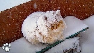 The Bound Cat Was Almost Covered With Snow! Ice Crusts Were Frozen on His Eyelids, It Hurt Him Even!