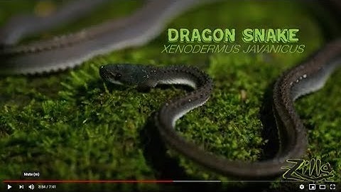 Dragon Snake: Zilla Beyond The Glass - Episode 9