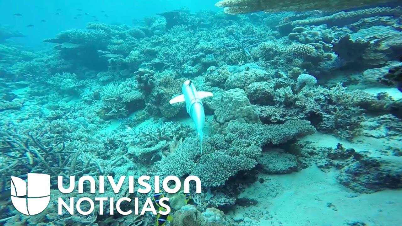 SoFi, el pez robot que espía las profundidades de los océanos