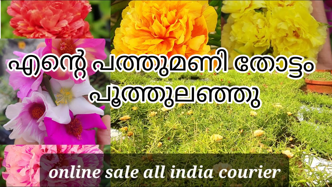 pathumani | online sale... | 