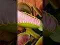 Venus Flytrap Bites my finger