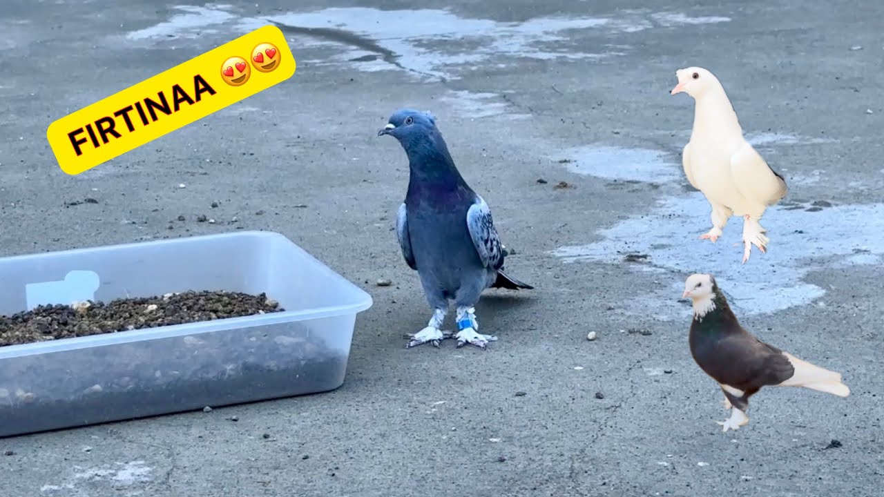 FIRTINA ÇAKMAKLI ALA VE BEYAZI GÖTÜRDÜ 💯 İNMEK BİLMEDİLER 🕊️ Taklacı Güvercin Oyunkuşu