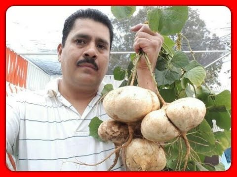 Video: Información sobre el cultivo de jícama: aprenda sobre las plantas de jícama