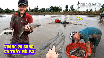 Săn Bắt Cá Vuông 70 Công Toàn Cá Lóc Khủng, Cá Rô Cá Trê Vàng Xem  Mê Mắt P.2/Fishing/NGÃ NĂM TV