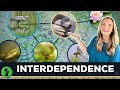 Interdependence Among Species in Forest Ecosystems