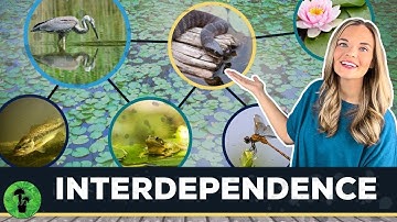 Interactions in an Ecosystem | Interdependence
