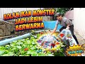 WOW! HUNTING BANYAK IKAN HIAS BARU UNTUK JADI PENGHUNI KOLAM IKAN MONSTER
