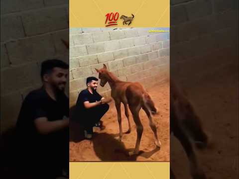 شاهد شجاعة المهر الصغير رغم صغر سنه