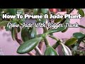 How To Prune And Propagate A Jade Plant! | Get Thicker Trunk
