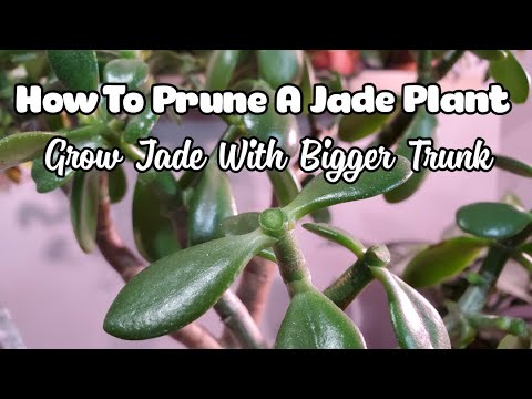 ვიდეო: Jade Plant Pruning - როგორ მოვჭრათ ნეფრიტის მცენარე