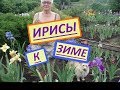 Ирис бородатый. Как я готовлю ирисы к зимовке.