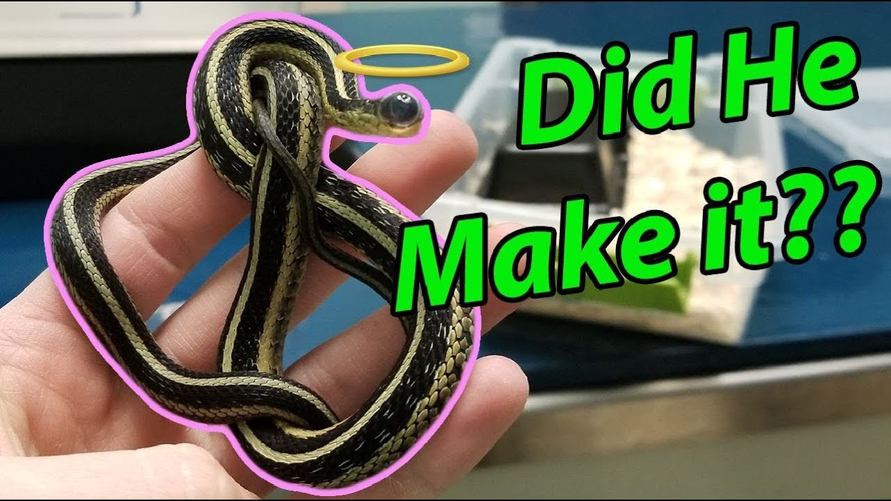 Eye Surgery for Nick the Garter Snake - YouTube