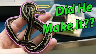Eye Surgery for Nick the Garter Snake