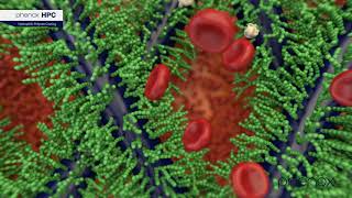 phenox | HPC | Hydrophilic Polymer Coating phenox | HPC | Hydrophilic Polymer Coating