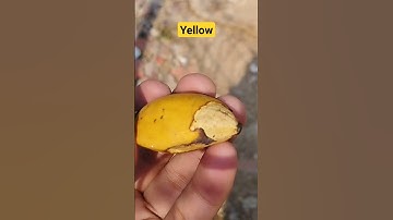 The Dark Side of Yellow Nut: Revealed! | #Shorts Video