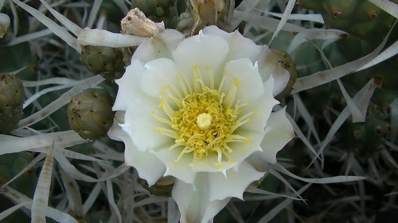 BLOOMIN' PAPER SPINE CACTUS Opuntia Papyracantha