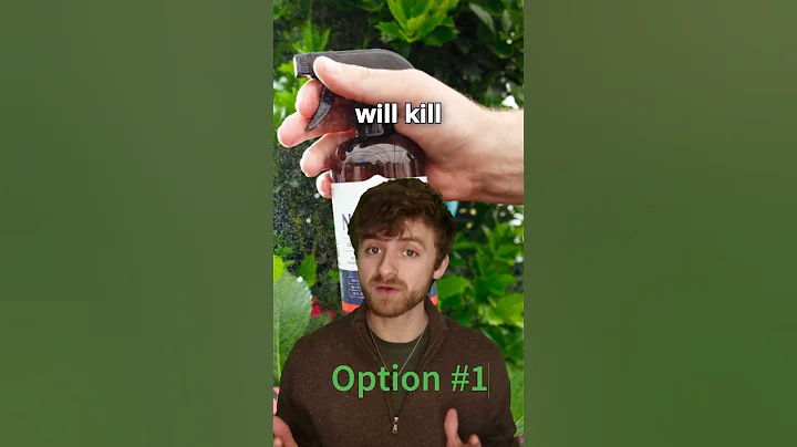 BEST Methods to Kill Spider Mites on Houseplants ASAP