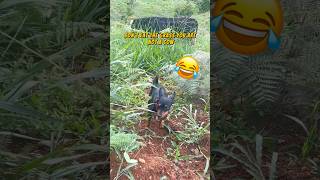 Miniature Pinscher thinks he is a cow  #minipinscher #dogshorts #funnydogvideos #doglover #dog