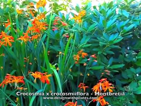 Crocosmia x crocosmiiflora - Montbretia