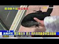 澤巨蜥落跑 飼主盼協尋憂被當綠鬣蜥追捕@newsebc