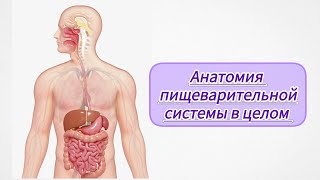 Анатомия 6. Анатомия пищеварительной системы. Полость рта, желудок, кишечник, печень, брюшина...
