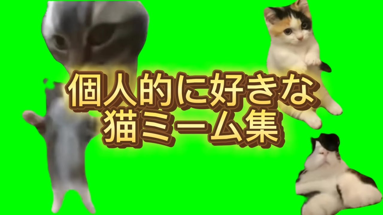 個人的に好きな猫ミームを集めてみた【猫ミーム】【猫マニ】 - YouTube