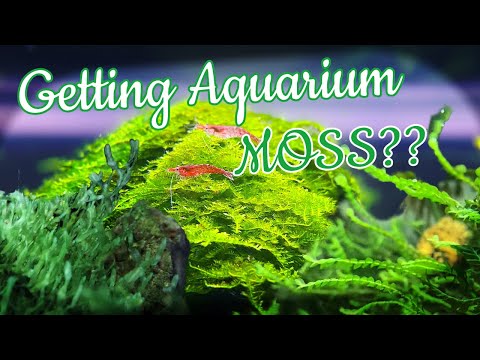 Video: Aquarium moss: varieties and most popular varieties. How to grow aquarium moss