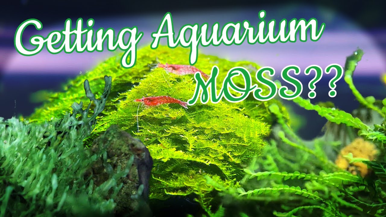 8+ Go-To Aquarium Moss Types